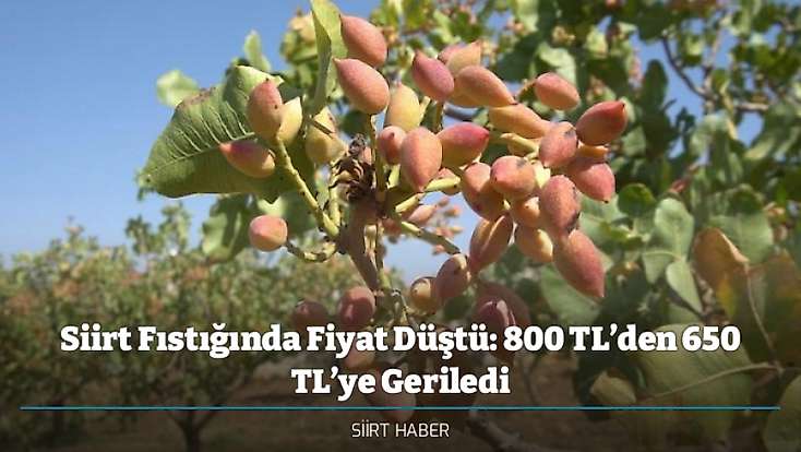 Siirt Fıstığında Fiyat Düştü: 800 TL’den 650 TL’ye Geriledi