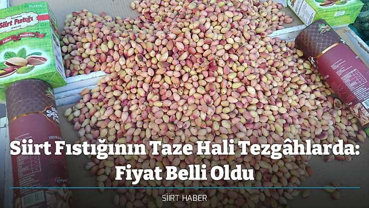 Siirt Fıstığının Taze Hali Tezgâhlarda: Fiyat Belli Oldu