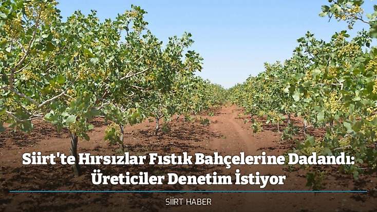 Siirt'te Hırsızlar Fıstık Bahçelerine Dadandı: Üreticiler Denetim İstiyor