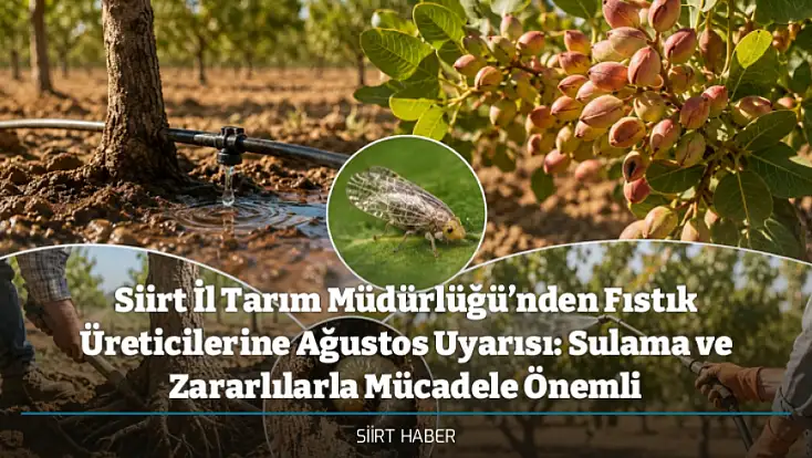 Siirt İl Tarım Müdürlüğü’nden Fıstık Üreticilerine Ağustos Uyarısı: Sulama ve Zararlılarla Mücadele Önemli