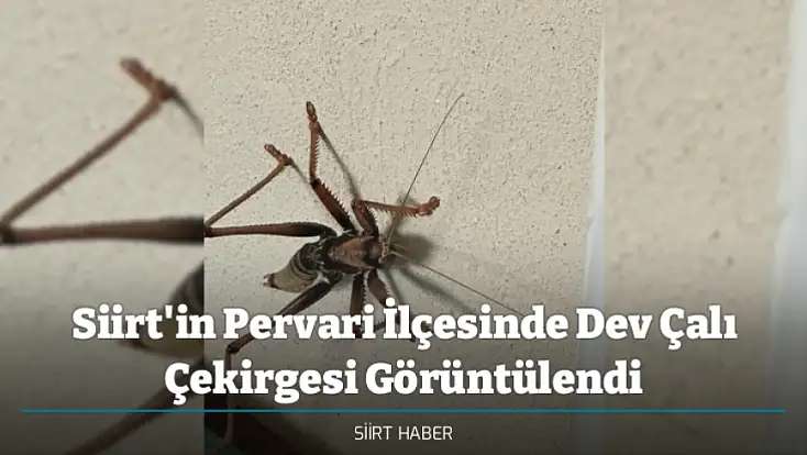 Siirt'in Pervari İlçesinde Dev Çalı Çekirgesi Görüntülendi