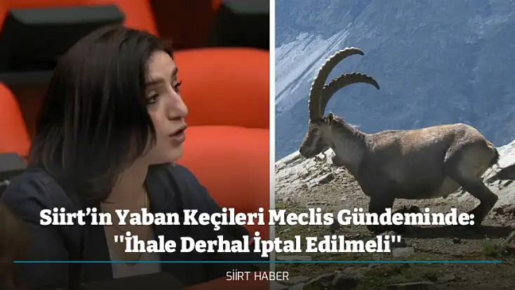 Siirt’in Yaban Keçileri Meclis Gündeminde: ''İhale Derhal İptal Edilmeli''