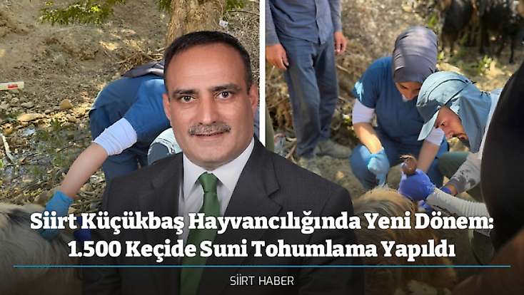 Siirt Küçükbaş Hayvancılığında Yeni Dönem: 1.500 Keçide Suni Tohumlama Yapıldı