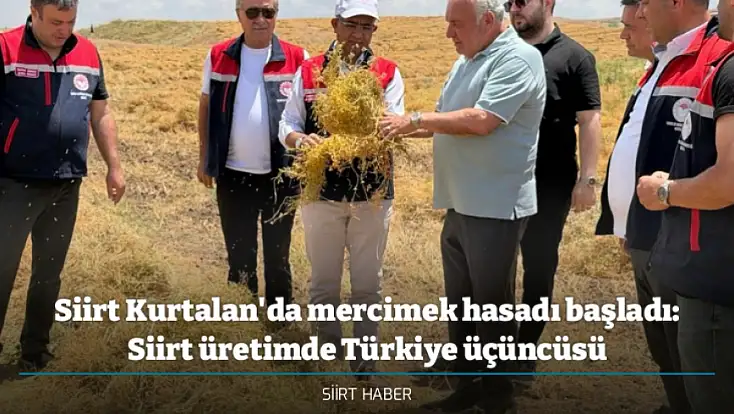 Siirt Kurtalan'da Mercimek Hasadı Başladı: Siirt Üretimde Türkiye Üçüncüsü