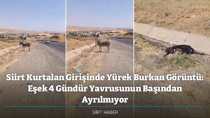 Siirt Kurtalan Girişinde Yürek Burkan Görüntü: Eşek 4 Gündür Yavrusunun Başından Ayrılmıyor