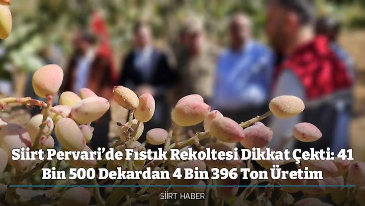 Siirt Pervari’de Fıstık Rekoltesi Dikkat Çekti: 41 Bin 500 Dekardan 4 Bin 396 Ton Üretim