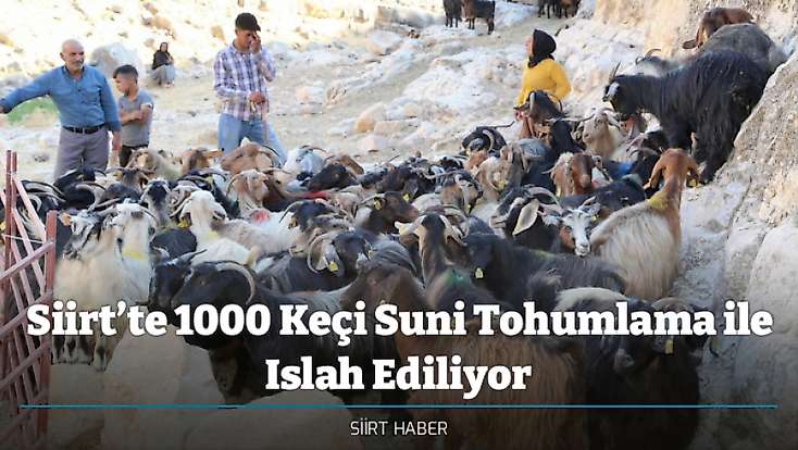 Siirt’te 1000 Keçi Suni Tohumlama ile Islah Ediliyor
