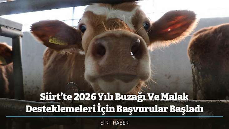 Siirt’te 2026 Yılı Buzağı Ve Malak Desteklemeleri İçin Başvurular Başladı