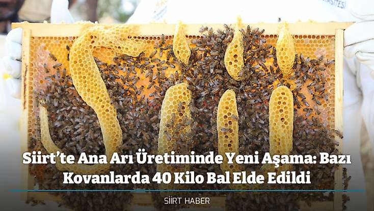 Siirt’te Ana Arı Üretiminde Yeni Aşama: Bazı Kovanlarda 40 Kilo Bal Elde Edildi