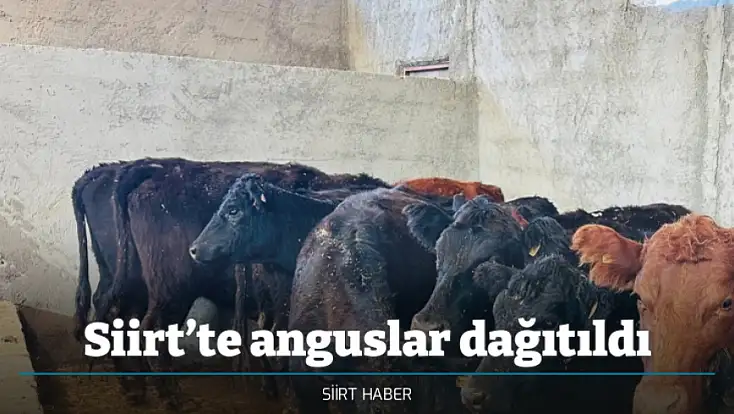 Siirt’te anguslar dağıtıldı