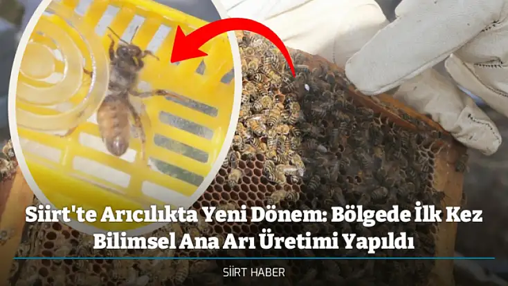 Siirt'te Arıcılıkta Yeni Dönem: Bölgede İlk Kez Bilimsel Ana Arı Üretimi Yapıldı