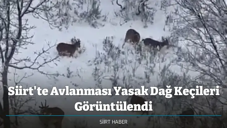 Siirt'te Avlanması Yasak Dağ Keçileri Görüntülendi