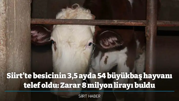 Siirt’te besicinin 3,5 ayda 54 büyükbaş hayvanı telef oldu: Zarar 8 milyon lirayı buldu