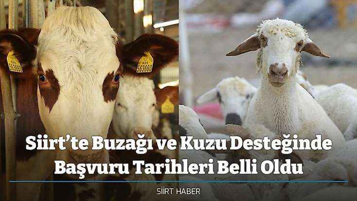 Siirt’te Buzağı ve Kuzu Desteğinde Başvuru Tarihleri Belli Oldu