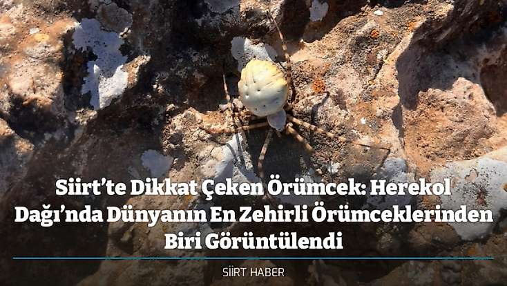 Siirt’te Dikkat Çeken Örümcek: Herekol Dağı’nda Dünyanın En Zehirli Örümceklerinden Biri Görüntülendi