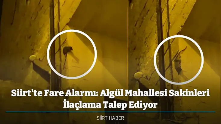 Siirt'te Fare Alarmı: Algül Mahallesi Sakinleri İlaçlama Talep Ediyor