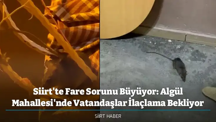 Siirt'te Fare Sorunu Büyüyor: Algül Mahallesi'nde Vatandaşlar İlaçlama Bekliyor