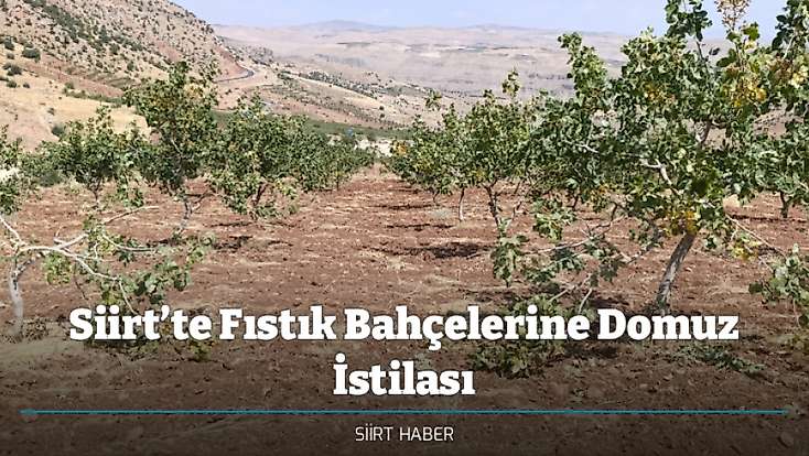 Siirt’te Fıstık Bahçelerine Domuz İstilası