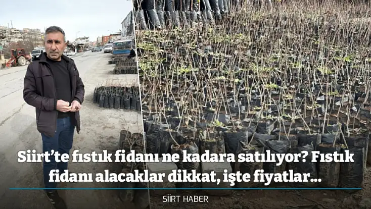 Siirt’te fıstık fidanı ne kadara satılıyor? Fıstık fidanı alacaklar dikkat, işte fiyatlar...