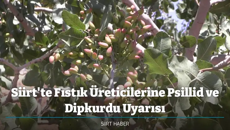 Siirt'te Fıstık Üreticilerine Psillid ve Dipkurdu Uyarısı