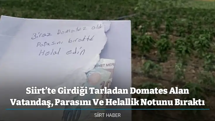 Siirt’te Girdiği Tarladan Domates Alan Vatandaş, Parasını Ve Helallik Notunu Bıraktı