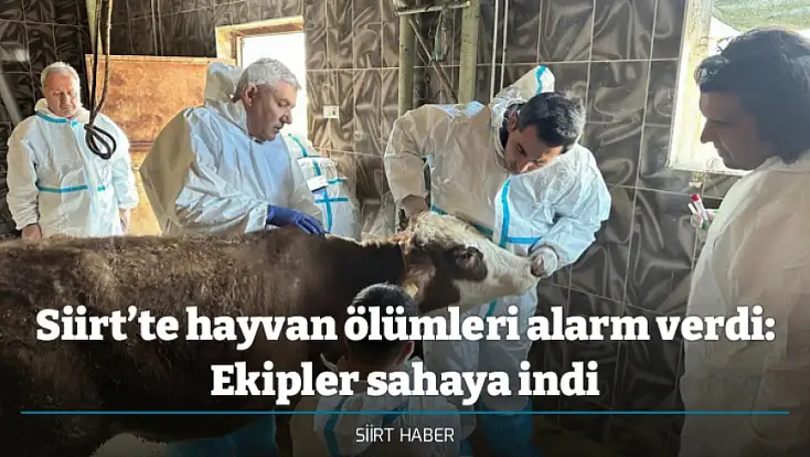 Siirt’te hayvan ölümleri alarm verdi: Ekipler sahaya indi