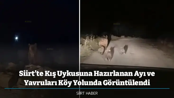 Siirt’te Kış Uykusuna Hazırlanan Ayı ve Yavruları Köy Yolunda Görüntülendi