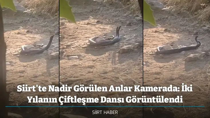 Siirt'te Nadir Görülen Anlar Kamerada: İki Yılanın Çiftleşme Dansı Görüntülendi