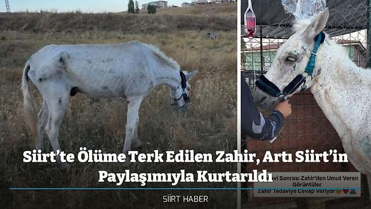 Siirt’te Ölüme Terk Edilen Zahir, Artı Siirt’in Paylaşımıyla Kurtarıldı