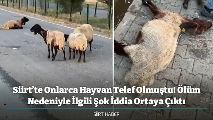 Siirt’te Onlarca Hayvan Telef Olmuştu! Ölüm Nedeniyle İlgili Şok İddia Ortaya Çıktı