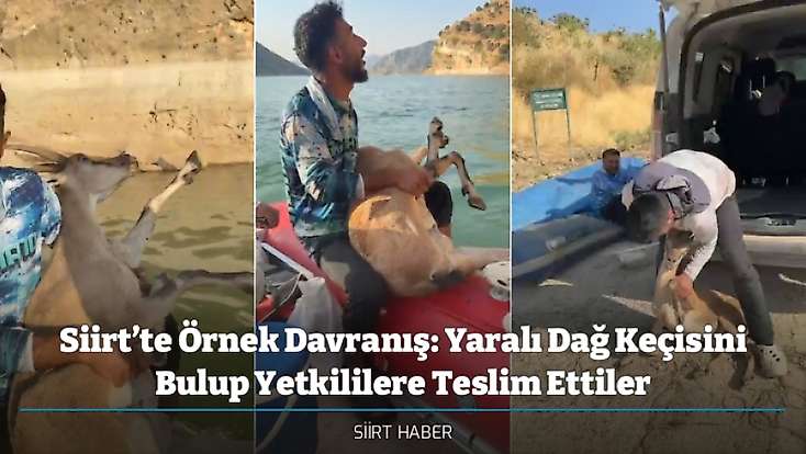 Siirt’te Örnek Davranış: Yaralı Dağ Keçisini Bulup Yetkililere Teslim Ettiler