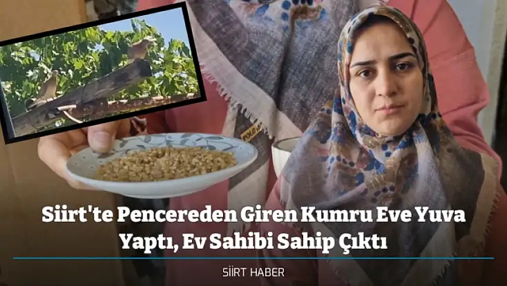Siirt'te Pencereden Giren Kumru Eve Yuva Yaptı, Ev Sahibi Sahip Çıktı