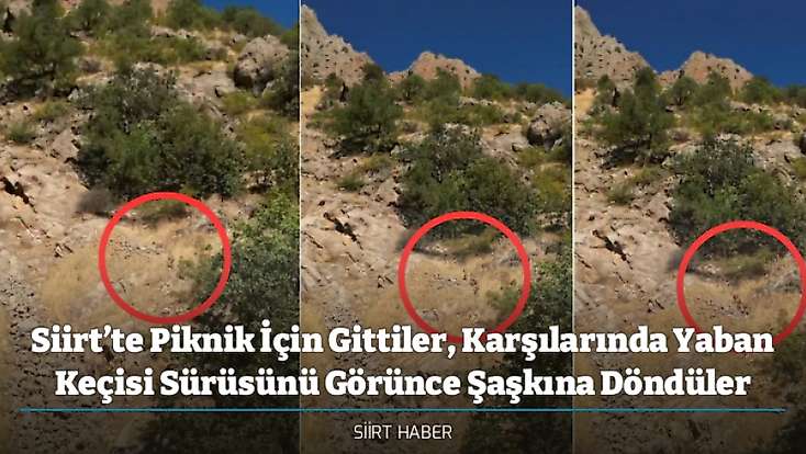 Siirt’te Piknik İçin Gittiler, Karşılarında Yaban Keçisi Sürüsünü Görünce Şaşkına Döndüler
