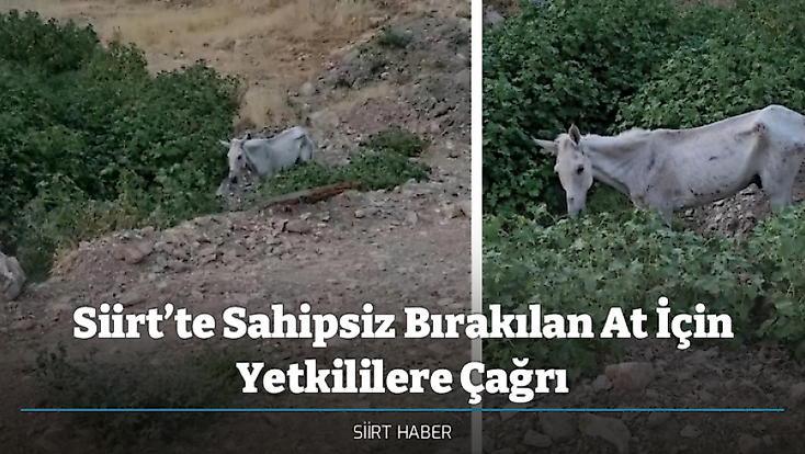 Siirt’te Sahipsiz Bırakılan At İçin Yetkililere Çağrı