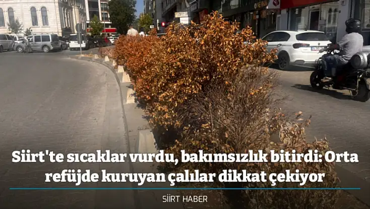 Siirt'te sıcaklar vurdu, bakımsızlık bitirdi: Orta refüjde kuruyan çalılar dikkat çekiyor