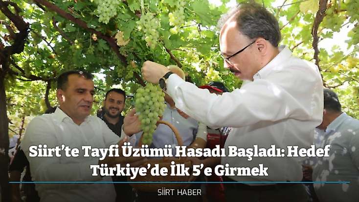 Siirt’te Tayfi Üzümü Hasadı Başladı: Hedef Türkiye’de İlk 5’e Girmek