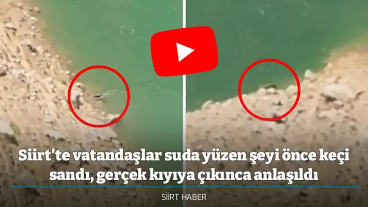 Siirt'te vatandaşlar suda yüzen şeyi önce keçi sandı, gerçek kıyıya çıkınca anlaşıldı