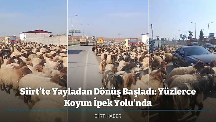 Siirt’te Yayladan Dönüş Başladı: Yüzlerce Koyun İpek Yolu’nda