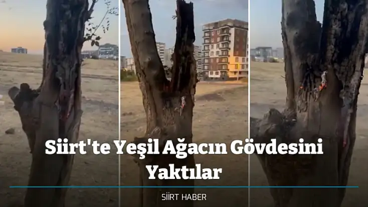 Siirt'te Yeşil Ağacın Gövdesini Yaktılar