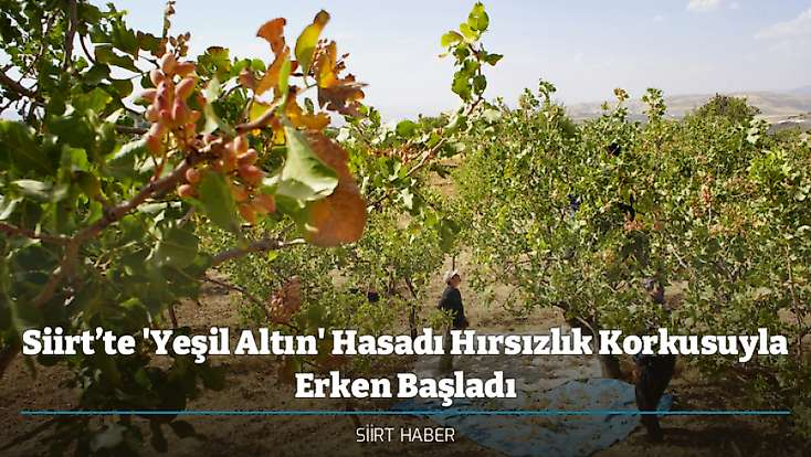 Siirt’te 'Yeşil Altın' Hasadı Hırsızlık Korkusuyla Erken Başladı