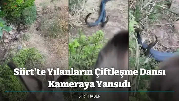 Siirt'te Yılanların Çiftleşme Dansı Kameraya Yansıdı