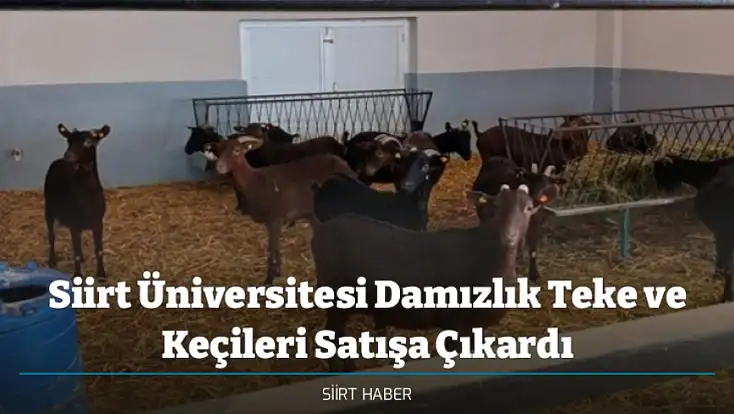 Siirt Üniversitesi Damızlık Teke ve Keçileri Satışa Çıkardı