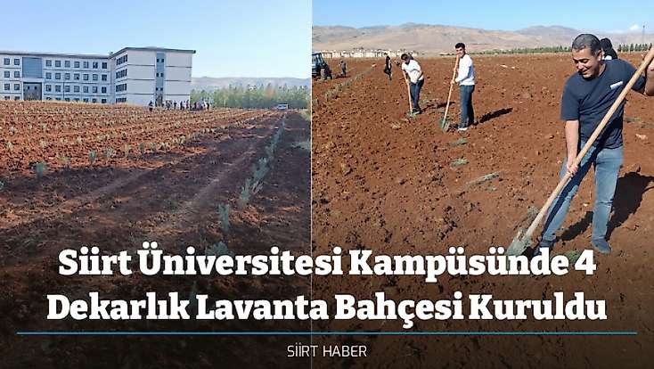 Siirt Üniversitesi Kampüsünde 4 Dekarlık Lavanta Bahçesi Kuruldu