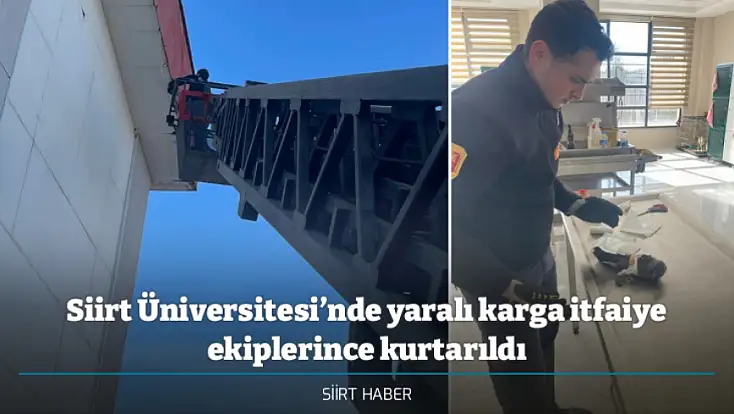 Siirt Üniversitesi’nde yaralı karga itfaiye ekiplerince kurtarıldı