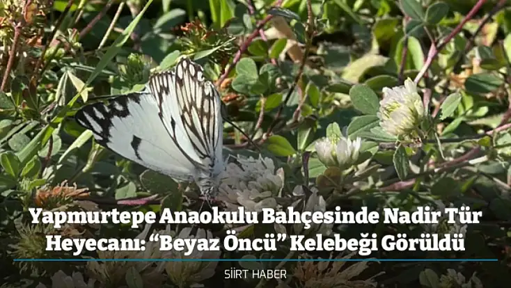 Yapmurtepe Anaokulu Bahçesinde Nadir Tür Heyecanı: “Beyaz Öncü” Kelebeği Görüldü