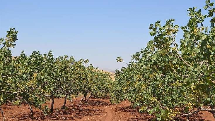 Siirt İl Tarım Ve Orman Müdürlüğü’nden Fıstık Üreticilerine Eylül Uyarıları