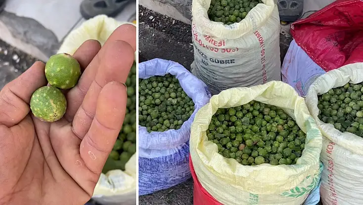 Siirt’in dağlarında yetişiyor, köylüye gelir kapısı oluyor: Mazı meşesinin bilinmeyen hikâyesi