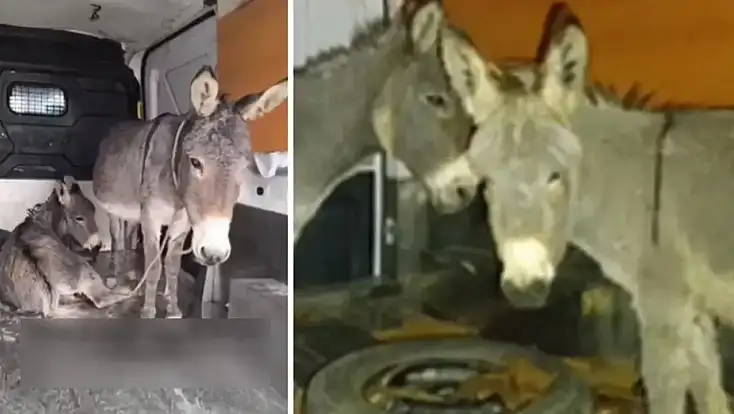 Siirt Kurtalan’da istismara uğrayan eşek ve yavrusu koruma altına alındı! Siirtliler olaya büyük tepki gösterdi