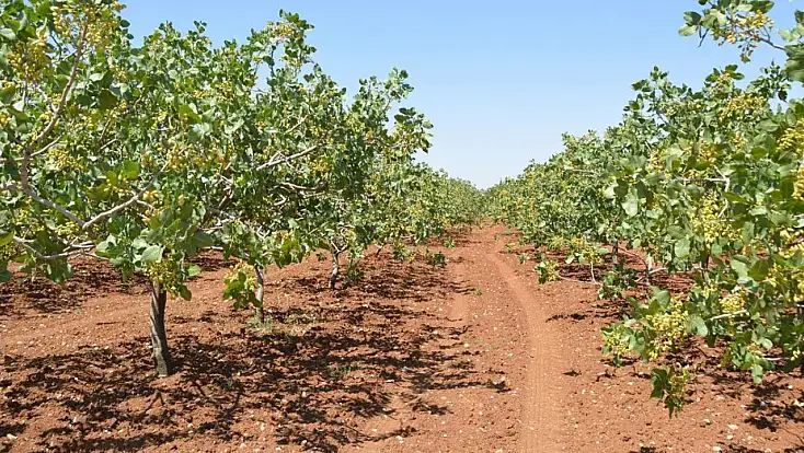 Siirt Tarım ve Orman İl Müdürlüğü uyardı: Fıstık üreticileri bu hataya düşmeyin