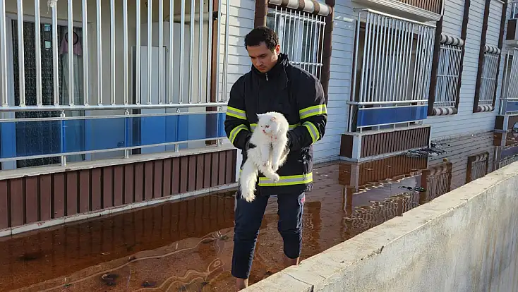 Siirt'te 7'nci Kattan Düşen Evcil Kedi İçin Ekipler Seferber Oldu